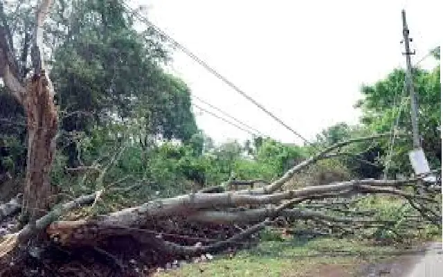 Traffic Disrupted On Maani Mysore Highway Due To Fallen Tree
