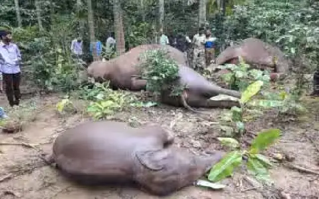 Tragic Deaths Of Wild Elephants In Kodagu District