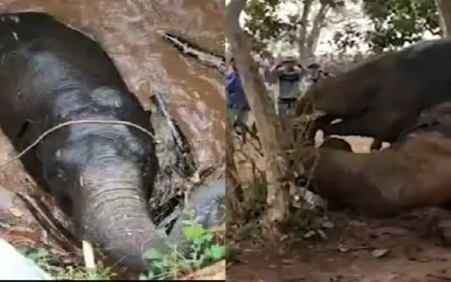 Tragic Incident In Madikeri Wild Elephant Dies After Falling Into Well