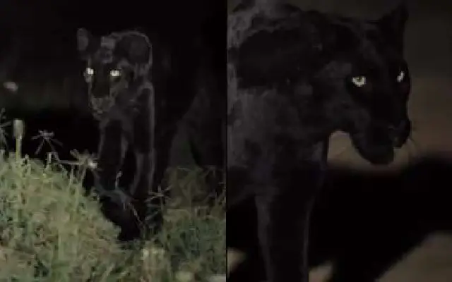 Viral Video Misidentification Not A Leopard, But A Jaguar