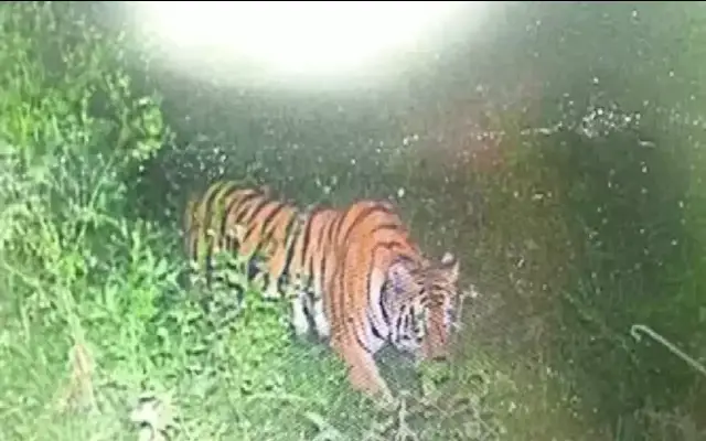 Tiger Sighting Near Human Habitats In Mysuru Forest Department Vigil Intensifies
