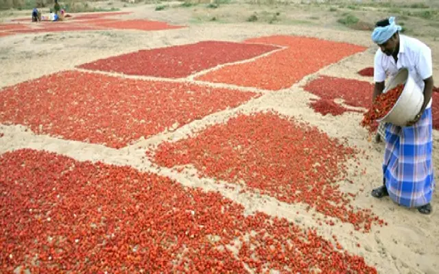 Distress Among Chilli Farmers In Ballari Payment Delays Lead To Suicide Attempt