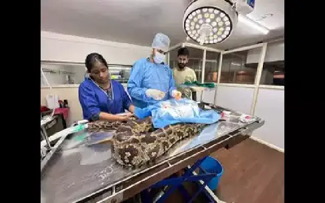 Injured Python Rescued, Treated, and Released Back into the Wild | News ...