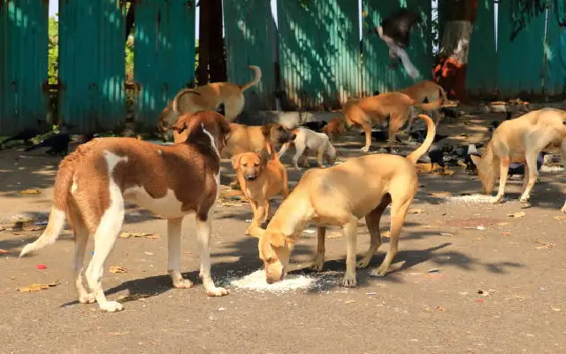 Elderly Farmer Mauled to Death by Stray Dogs in Bengaluru; Nation ...