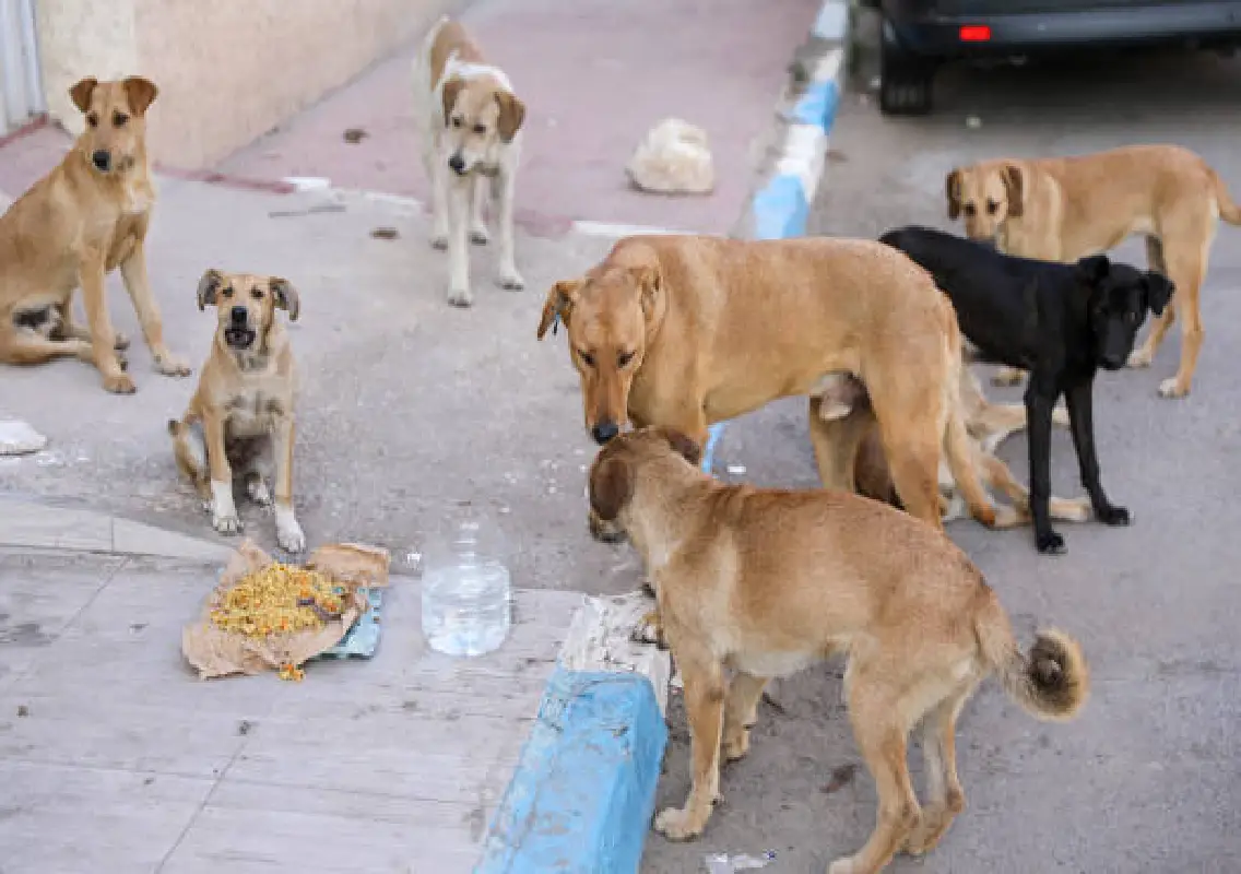 Karnataka revises compensation rules for stray dog bite victims in Bengaluru