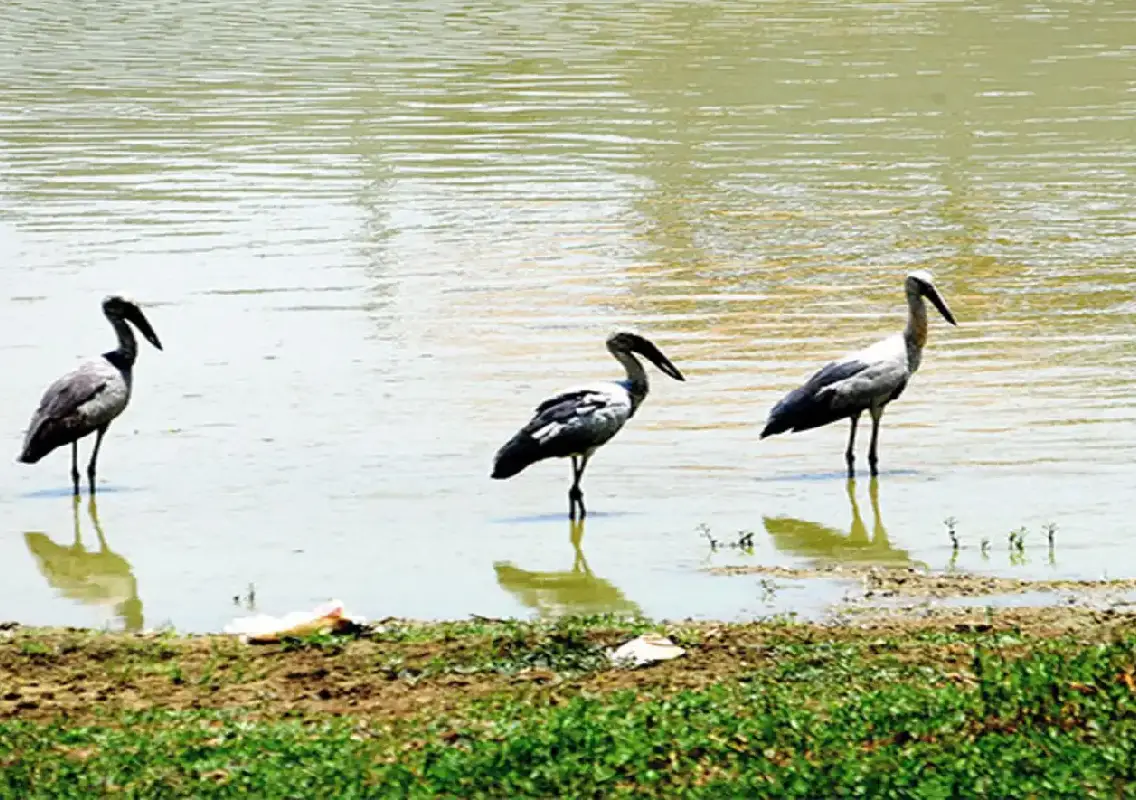 Neglect threatens Bengaluru’s only bird reserve lake | News Karnataka