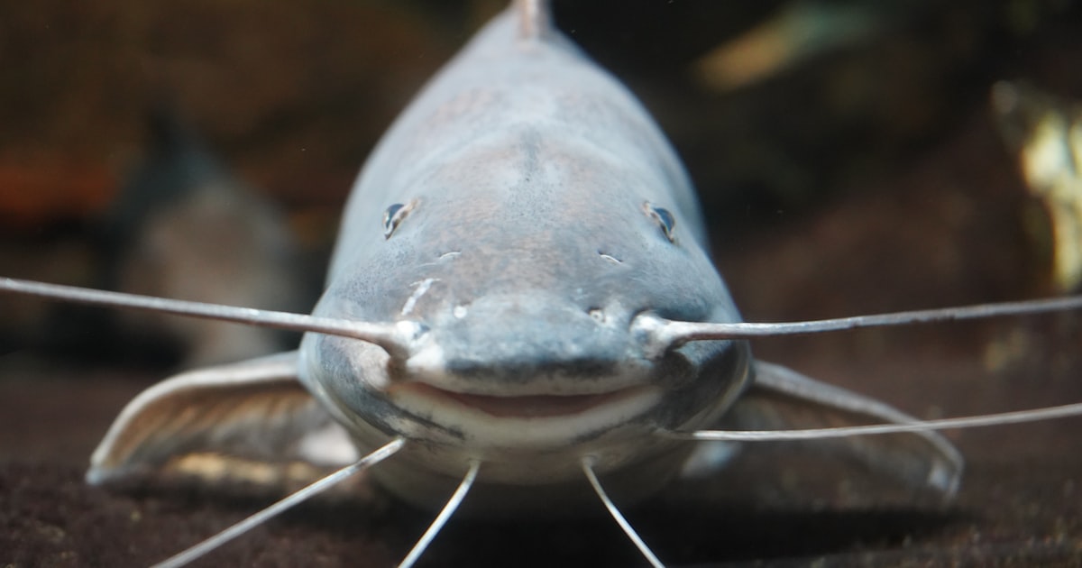 How to spot a catfish