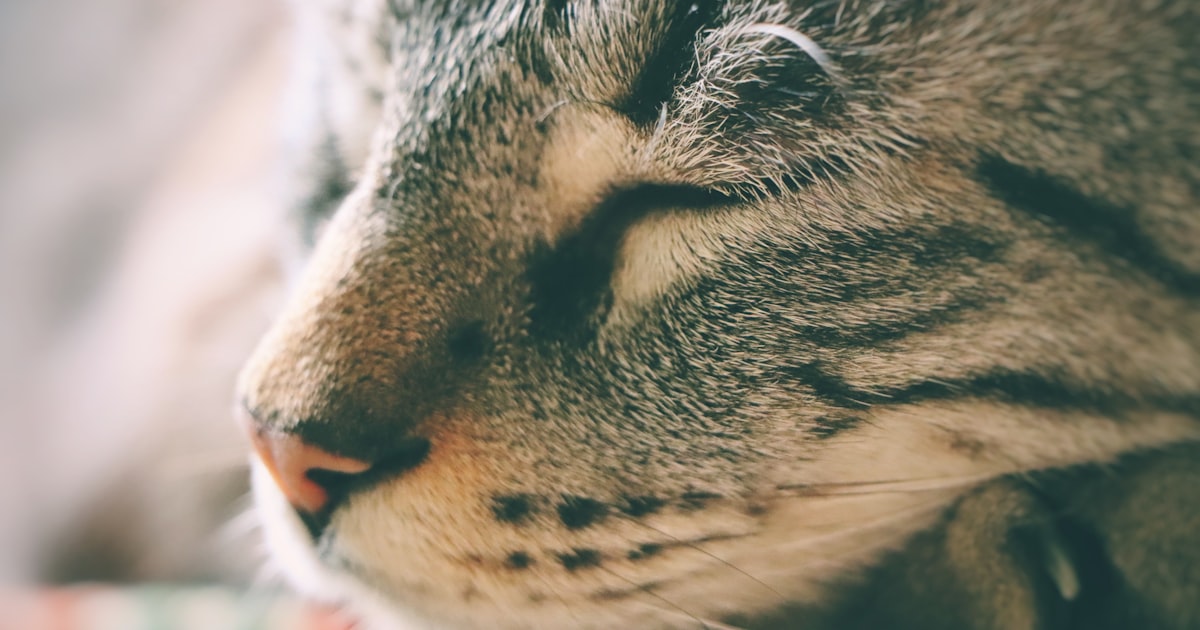 a close up of a cat sleeping on a table